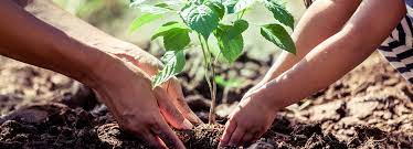 Best Trees for Fighting Pollution